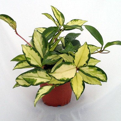 Lemon & Cream Wax Plant