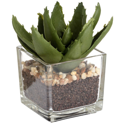 Terrarium With Succulent Plant