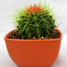 Non-Grafted Green-Orange Cactus