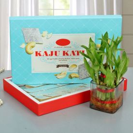 Box of Kaju Katli with Plant