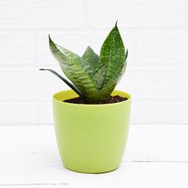Snake Plant With vase