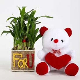 Lucky Bamboo In Vase With Teddy Bear