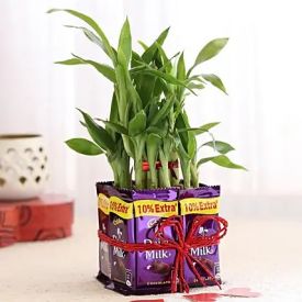 Lucky Bamboo With Dairy Milk Chocolates