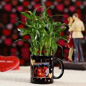 Lucky Bamboo In Black Patch Mug