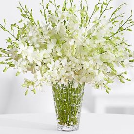 White orchid in vase