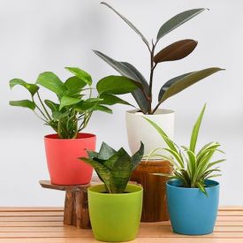 4 Best Indoor Plants Pack