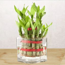 2 layer Bamboos With Vase