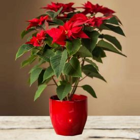 Plant Red Poinsettia