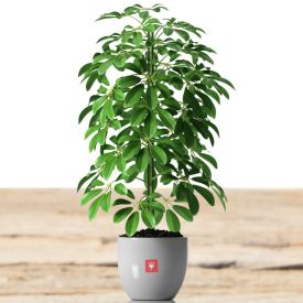 Plant Schefflera