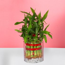Plant Bamboos in vase