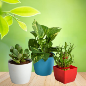 Decorative Plant Pack for Home-Office