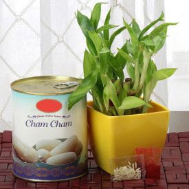 Cham Cham With Bamboo Plant