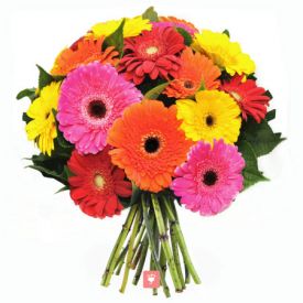 Mix Gerbera Bouquet Wrapped with Cellophane