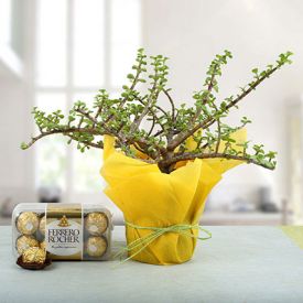 Jade Plant With Rocher