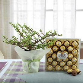 Indoor Plant with Ferrero Rocher